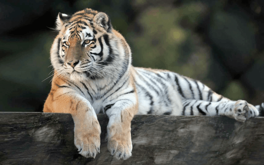 Zoo de Servion